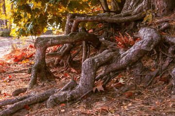tree in autumn, old trunk with big roots