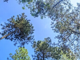 View of tall pine trees against a bright blue sky, perfect for eco projects, nature blogs, and relaxation visuals.