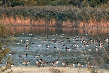 Flock of birds at the lake