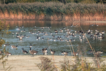 Flock of birds at the lake