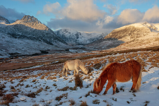 Ponies at Ogwen Valley with Tryfan and Y Garn in the distance, Eryri Snowdonia Mountains, North Wales