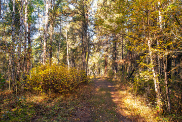 Fototapeta premium Hiking in the Canadian forest in Autumn 