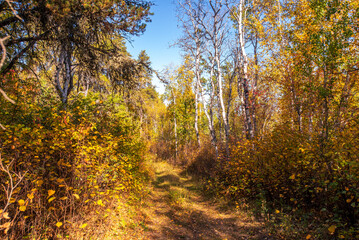 Obraz premium Hiking in the Canadian forest in Autumn 