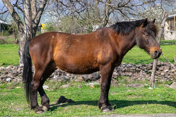 Fototapeta premium Pankisi, Georgia. 15 April 2021. Brown horse standing in farmyard