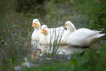 Trio of American Pekin Ducks Swimming in Lake Water with Green Grass