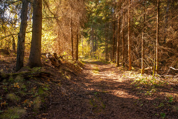 Hiking in the Canadian forest in Autumn  © Krista