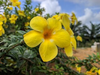 Obraz premium Allamanda cathartica flower in the morning