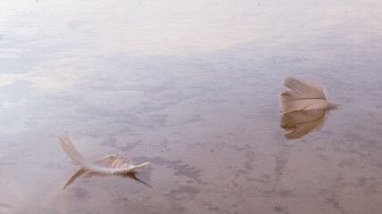 Feathers floating in the water