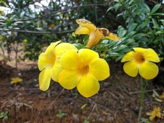 Allamanda cathartica flower in the morning