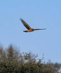 Hawk in flight with blue sky