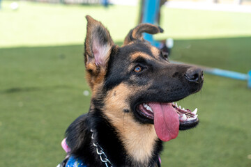 Happy German Shepherd dog panting at the park, close-up portrait.