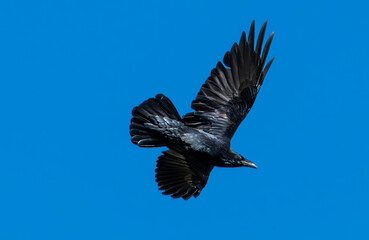 Raven flying against blue sky
