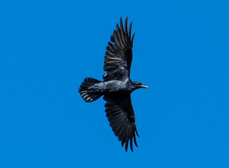 Raven flying against blue sky