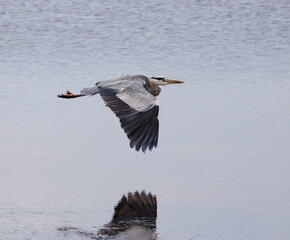 great blue heron