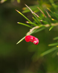 red flower bud