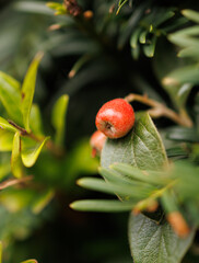 red berries on a branch