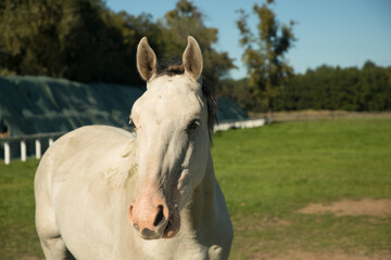 Obraz premium horse close-up