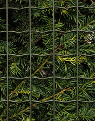 green fern background