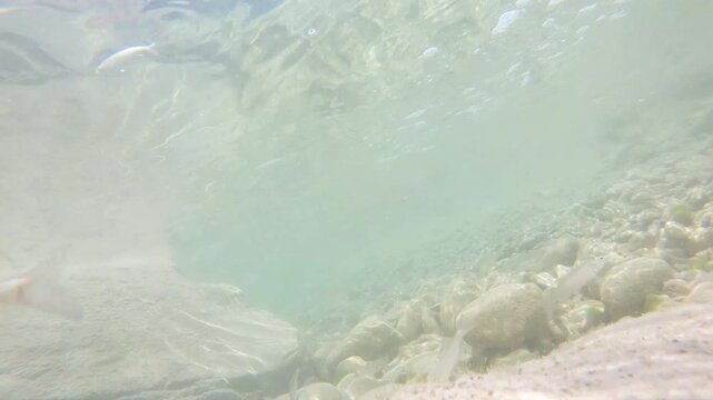 Underwater video of the Mollarino stream,among the Italian Apennine Mountains of Lazio region,with a school of fish Squalius squalus,commonly known as the Italian chub,or the chubius chub or cavedano.