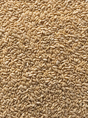 Top view of a dense pile of barley seeds, each grain detailed with natural texture, arranged neatly on a clean white background for clarity and simplicity