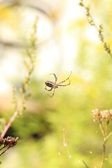 Argiope bruennichi. A bright spider weaves a web against the background of a field. A spider with a striped yellow-black-white abdomen, close-up. The spider's venom is weak, safe for humans