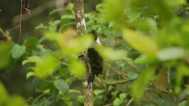 Orange-backed woodpecker - Chrysocolaptes validus bird in Picidae, found in Thailand, Malaya, Sarawak and Sabah in Malaysia, Brunei, Sumatra and Java, forest specialist found in the canopy.