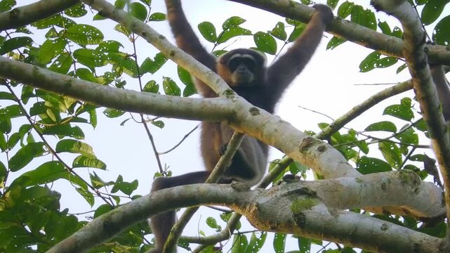 Eastern or Northern grey gibbon Hylobates funereus primate in the gibbon family Hylobatidae, endemic to northeastern Borneo in Kalimantan, Sarawak and Brunei, monkey in the top of the tree.