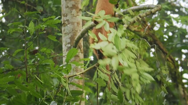 Maroon langur or leaf monkey or Red leaf monkey Presbytis rubicunda, endemic to Borneo and Karimata, live in forests, feed on leaves, seeds, and fruits, in Danum Valley of eastern Sabah.