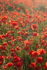 Fototapeta premium Poppies Field Sunlit Meadow: A vibrant field of poppies bathed in warm sunlight, showcasing the beauty of nature's bloom.