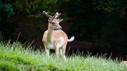 Closeup of Deer on Farm in Jelenov Greben, Olimia Podcetrtek, Slovenia