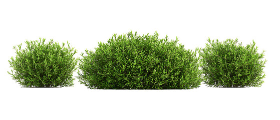 Round Shrub Plant Transparent Background
