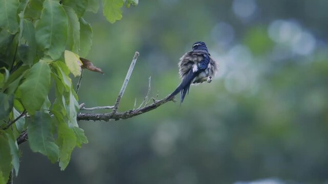 Whiskered treeswift Hemiprocne comata bird in Hemiprocnidae, found in Brunei, Indonesia, Malaysia, Myanmar, Philippines, Singapore and Thailand, beautiful colored swift on the wire.
