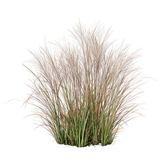 Side view of wild pampas grass
