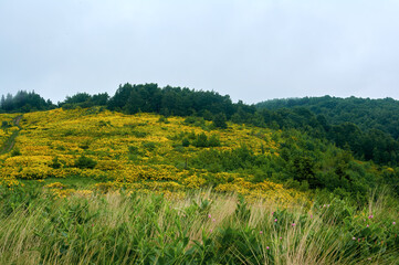 A breathtaking high-altitude meadow transforms into a sea of golden yellow as countless rhododendron bushes reach peak bloom against a backdrop of rugged mountain peaks.