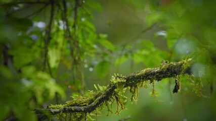 Whitehead's broadbill - Calyptomena whiteheadi bird in Calyptomenidae endemic to the mountain ranges of north-central Borneo, green and black bird nesting in the hanging nests in the forest.