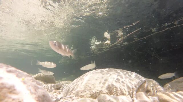 Underwater video of the Mollarino stream,among the Italian Apennine Mountains of Lazio region,with a shoal of fish Squalius squalus,commonly known as the Italian chub,or the chubius chub or cavedano.