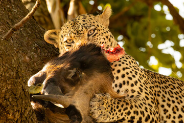 Leopard actively feeding on a wildebeest carcass high in a tree in Serengeti National Park