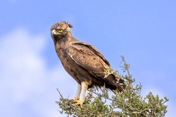 Long-crested Eagle perching on top of a thorny bush against a bright blue sky in Lake Nakuru National Park