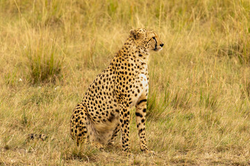 A majestic cheetah sits alert in the golden grasslands of the Masai Mara