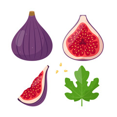 Fresh Fig fruit icons. Whole and half fig fruit, piece, seeds and leaf. Organic tropical fruit. Vector icon illustration isolated on white background.