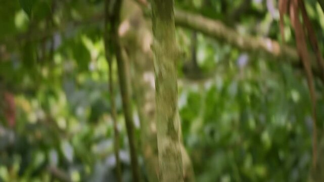 Southern pig-tailed macaque Macaca nemestrina also Sundaland or Sunda pig-tailed macaque or Beruk, monkey from Sundaland, Thailand, Malaysia and Indonesia, adult on the tree jumping down.