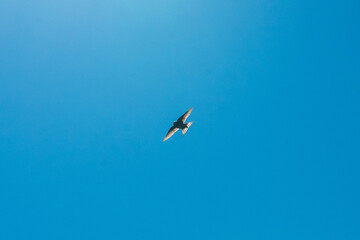 bird in flight