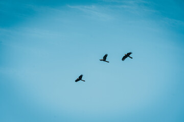 Fototapeta premium birds in the sky
