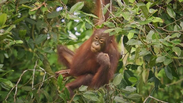 Bornean orangutan Pongo pygmaeus ape endemic to Borneo, with Sumatran orangutan (Pongo abelii) and Tapanuli orangutan (Pongo tapanuliensis) are highly intelligent, funny and nice in green forest.