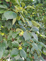 Green  fruits on a persimmon tree growing in a garden. Shot on a phone camera. Closeup
