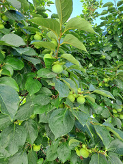 Green  fruits on a persimmon tree growing in a garden. Shot on a phone camera. Closeup