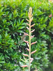 Dragonfly on aloe vera plant