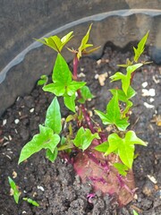 Sweet potato plant 