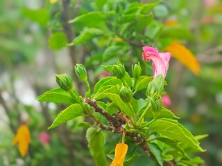 Hibiscus flower and buds