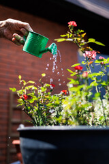 Watering vibrant flowers under a sunny sky in a garden setting during a warm afternoon